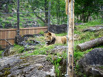Caesar ist seit wenigen Monaten in der Tierwelt Herberstein zu Hause. Caesar ist seit wenigen Monaten in der Tierwelt Herberstein zu Hause.
