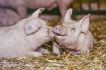 Das schönste Tierfoto kommt vom Mühlenhof Wittmannsdorf © Foto: Werner Pail; bei Quellenangabe honorarfrei Das schönste Tierfoto kommt vom Mühlenhof Wittmannsdorf © Foto: Werner Pail; bei Quellenangabe honorarfrei