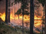 Waldbrand © Pixabay / honorarfrei Waldbrand © Pixabay / honorarfrei