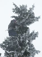 Probennahme an einer der 1.600 Fichten © Landesforstdirektion Steiermark, bei Quellenangabe honorarfrei Probennahme an einer der 1.600 Fichten © Landesforstdirektion Steiermark, bei Quellenangabe honorarfrei