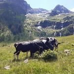 Das schönste Tierfoto stammt von Georg Giselbrecht aus Gröbming © Foto: Georg Giselbrecht; bei Quellenangabe honorarfrei Das schönste Tierfoto stammt von Georg Giselbrecht aus Gröbming © Foto: Georg Giselbrecht; bei Quellenangabe honorarfrei
