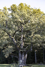 Eines der bekanntesten Baum-Naturdenkmäler in der Steiermark: Die 1000-jährige Eiche in Bierbaum © Naturschutzbund Steiermark