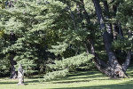 Am 2. Juni findet im Schlosspark Eggenberg das Baum-Naturdenkmal-Picknick statt.
