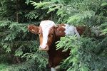 Das schönste Tierfoto stammte letztes Jahr vom Betrieb Lassarus aus dem Bezirk Murtal.